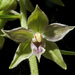 Epipactis leptochila - Photo (c) Peter Zschunke,  זכויות יוצרים חלקיות (CC BY-NC)