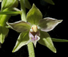 Narrow-lipped Helleborine - Photo (c) Peter Zschunke, some rights reserved (CC BY-NC)