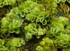 Salvinia cucullata