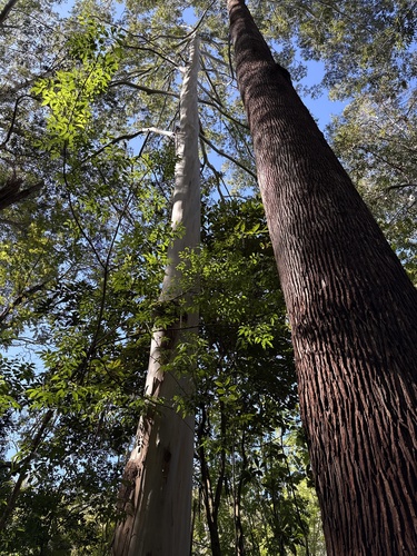 Eucalyptus saligna observed 2025-02-03