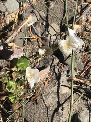 Phacelia grandiflora