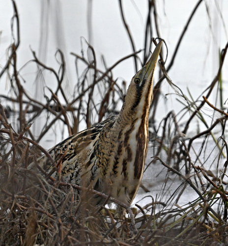 Avetoro común (Botaurus stellaris)