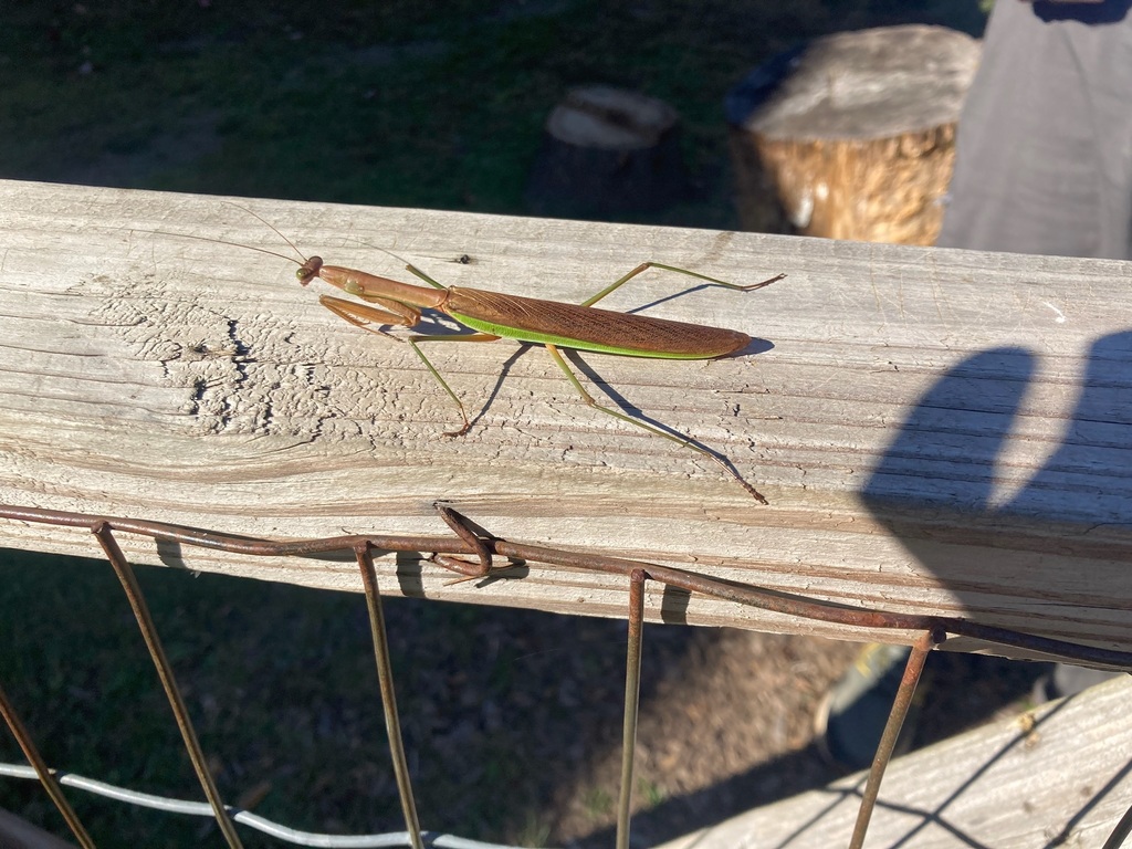 Chinese Mantis