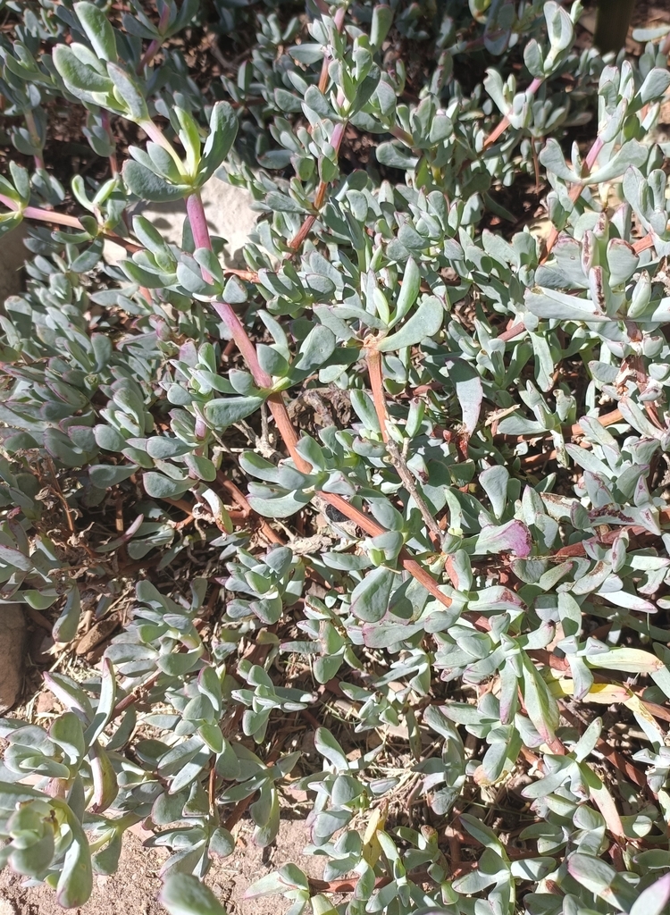 Ruschia caroli