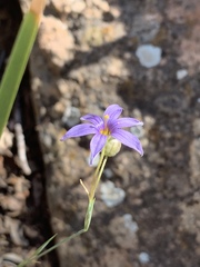 Sisyrinchium