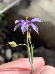 Sisyrinchium
