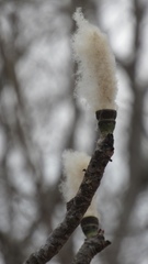 Pseudobombax palmeri