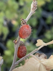 Rhus aromatica pilosissima
