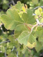 Rhus aromatica pilosissima