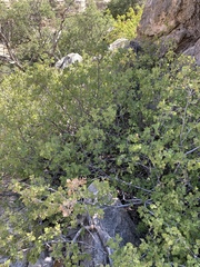 Rhus aromatica pilosissima