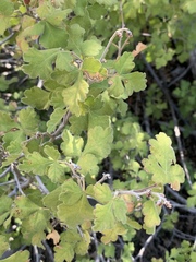 Rhus aromatica pilosissima
