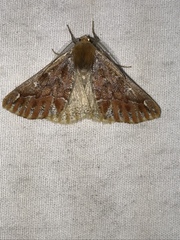 Caripeta suffusata