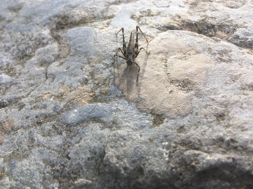 Pseudokuzicus