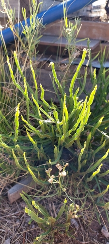 Image of Baccharis trimera by (c) Lauu, some rights reserved (CC BY)
