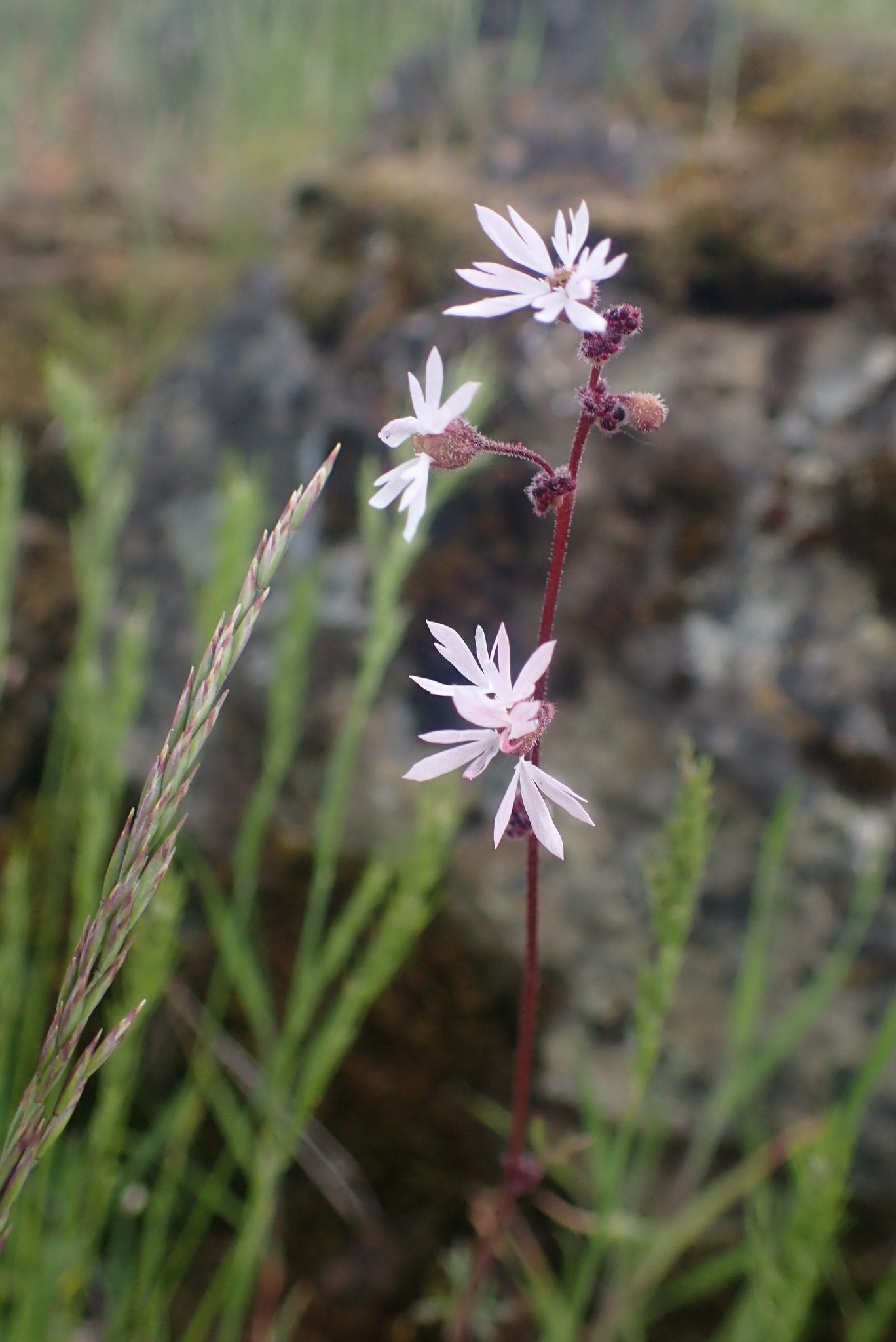 Lithophragma glabrum