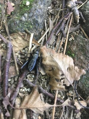 Goniogryllus punctatus