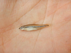 Notropis atrocaudalis
