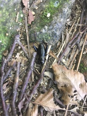 Goniogryllus punctatus