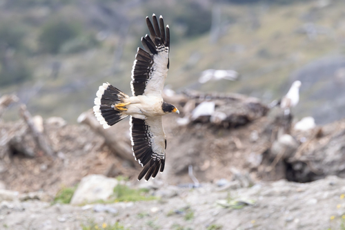 White-throated Caracara (Daptrius albogularis), photo 7