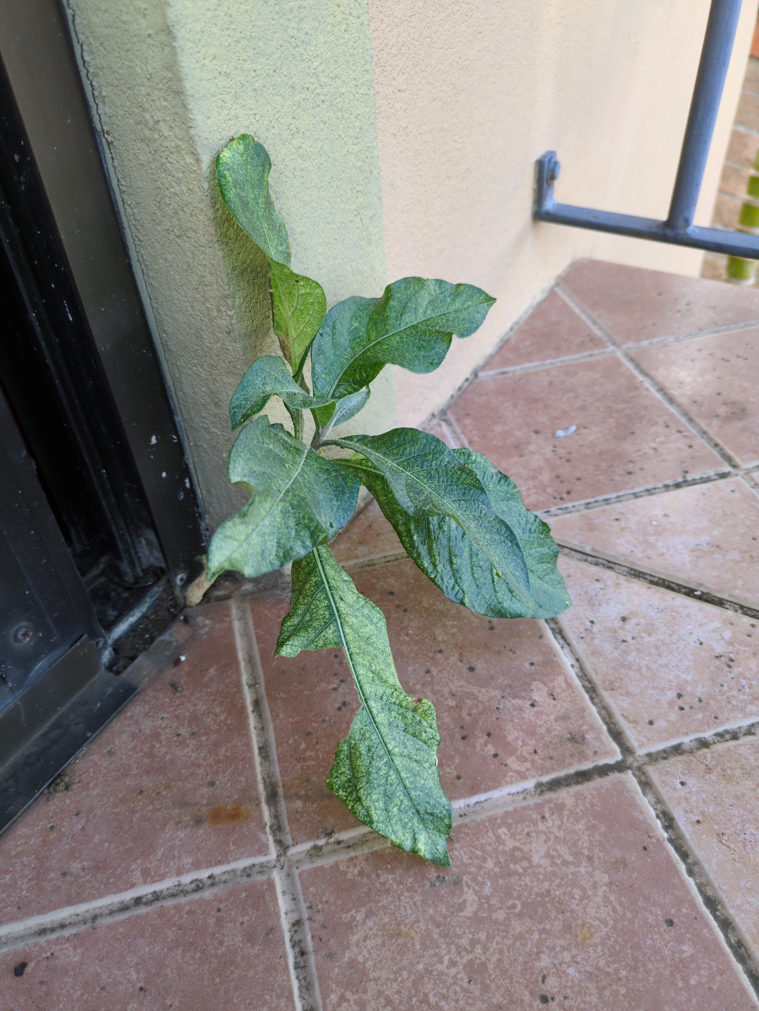 Imagem de Fruta de sabiá