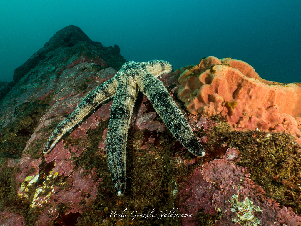 Luidia magellanica
