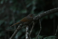 Trochalopteron lineatum