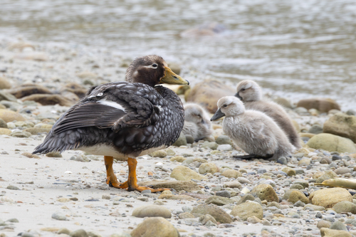 Falkland Steamer Duck (Tachyeres brachypterus)