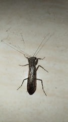 Amorphoscelidae