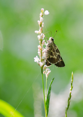 Amblyscirtes aesculapius
