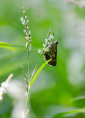 Amblyscirtes aesculapius