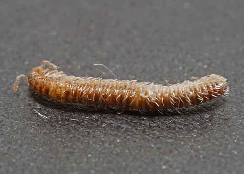 Maurieseuma nontronense