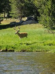 Odocoileus hemionus inyoensis