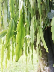 Rhipsalis micrantha