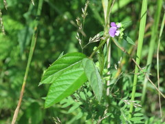 Glycine max soja