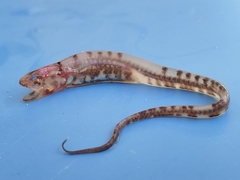 Pearlfish photo 1