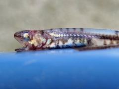 Pearlfish photo 2