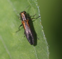 Agrilus delicatulus