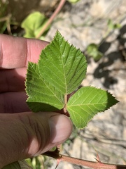 Rubus serissimus