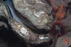 Striostrea margaritacea