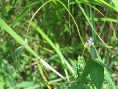 Glycine max soja