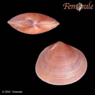 Heterodonax