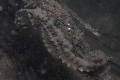 Hippocampus capensis