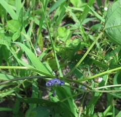 Glycine max soja
