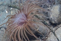 Ceriantheopsis austroafricanus