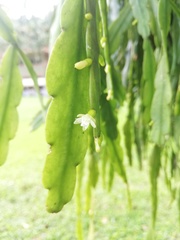 Rhipsalis micrantha