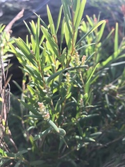 Leucopogon australis