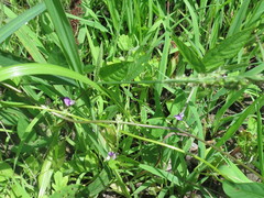 Glycine max soja