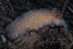 Dendrodoris caesia