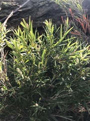 Leucopogon australis