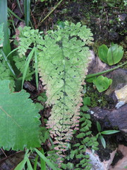 Adiantum concinnum